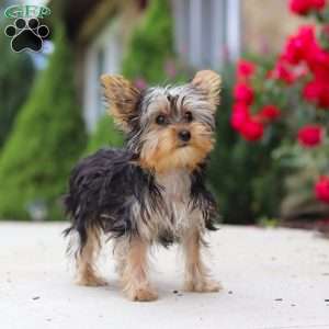 Ollie, Yorkie Puppy